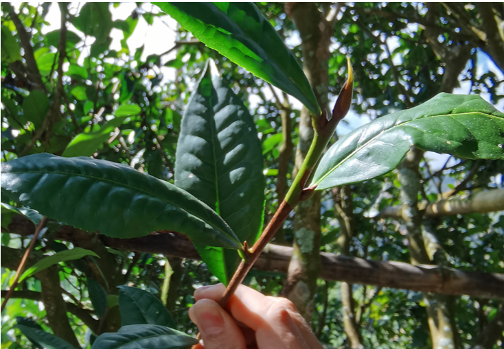 普洱茶代理